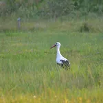 ホテル Jasmin Regetow Nizny